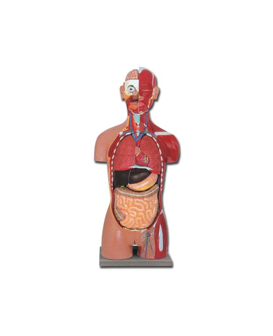 TORSO MUSCOLARE DUAL SEX APERTO DIETRO - 28 parti