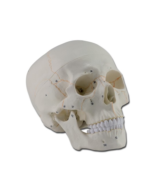 MODELLO CRANIO NUMERATO - 3 parti - 1X