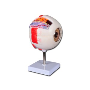 MODELLO OCCHIO LINEA 