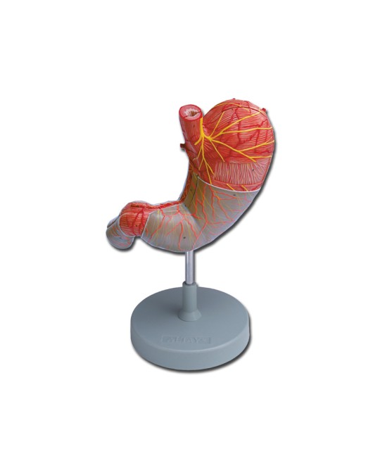 MODELLO STOMACO - 2 parti - 1,5X