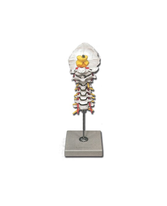 MODELLO COLONNA CERVICALE