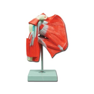 MOD. MUSCOLATURA DELLA SPALLA - 1X