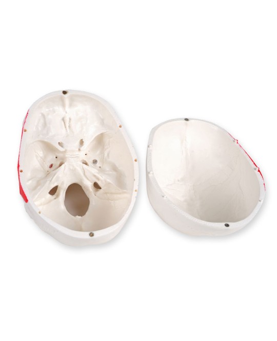 MODELLO CRANIO LINEA 