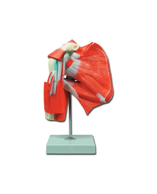 MOD. MUSCOLATURA DELLA SPALLA - 1X