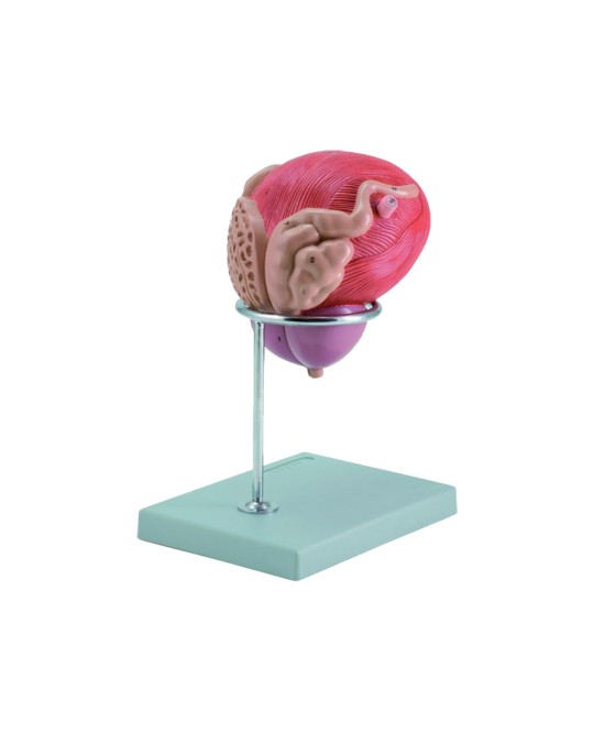 MODELLO VESCICA + PROSTATA - 2 parti - 3X