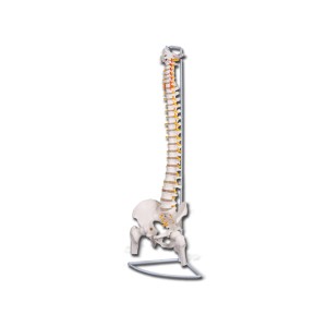 MOD. COLONNA VERTEBRALE CON FEMORI LINEA 