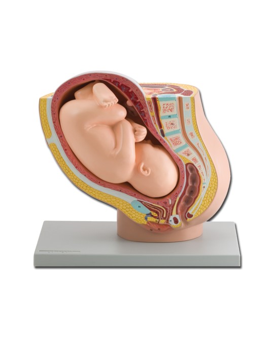 MODELLO PELVICO + FETO - 1X
