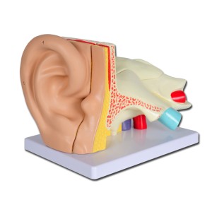 MODELLO ORECCHIO LINAE 