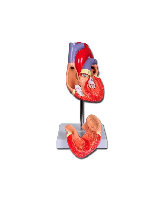 MODELLO CUORE LINEA 