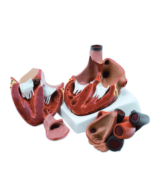 MODELLO CUORE - 4 parti - 3X