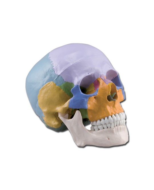 MODELLO CRANIO COLORATO - 3 parti - 1X