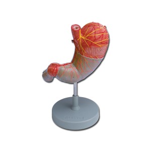 MODELLO STOMACO - 2 parti - 1,5X