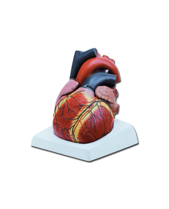 MODELLO CUORE - 4 parti - 3X
