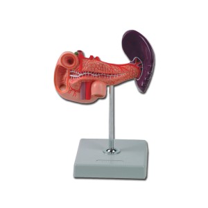 MODELLO PANCREAS - 1X