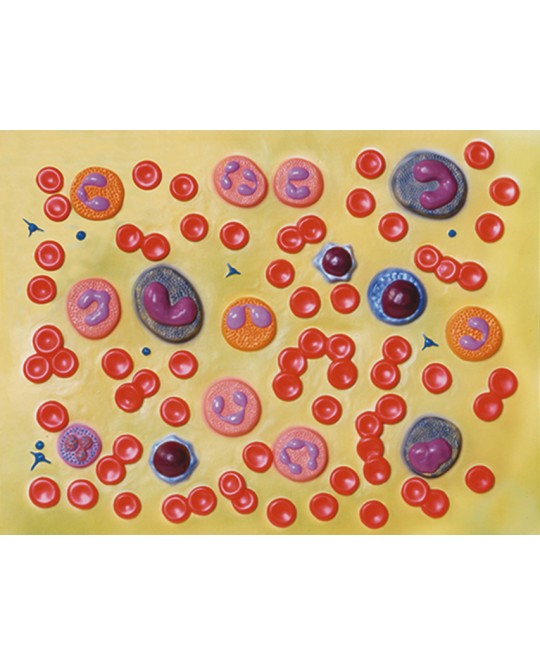 MODELLO CELLULE DEL SANGUE - 2.000X