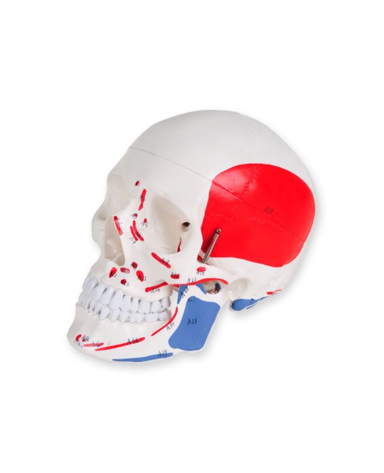 MODELLO CRANIO LINEA 