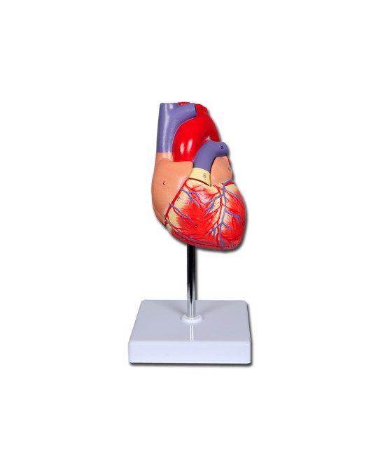 MODELLO CUORE LINEA 