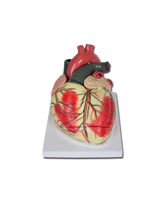 MODELLO CUORE LINEA 