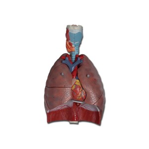 MODELLO SISTEMA RESPIRATORIO - 7 parti