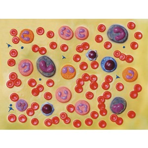 MODELLO CELLULE DEL SANGUE - 2.000X