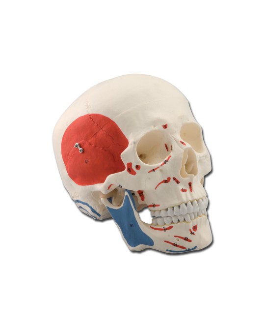 MODELLO CRANIO MUSCOLARE - 3 parti - 1X