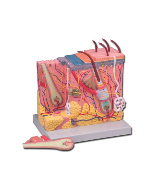 MODELLO DEL DERMA - 70X