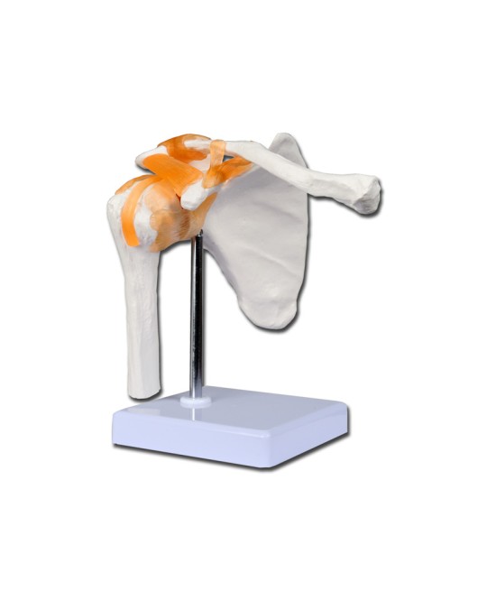 MODELLO CLAVICOLA LINEA 