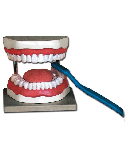 MODELLO IGIENE DENTALE
