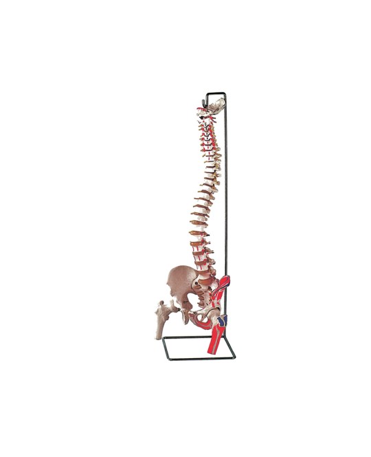 MOD. COLONNA VERTEBRALE CON FEMORI + muscolatura