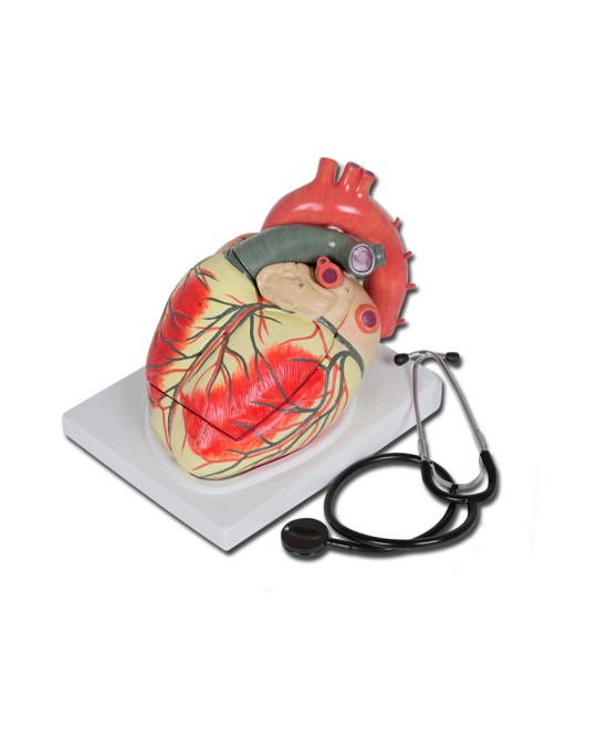 MODELLO CUORE LINEA 
