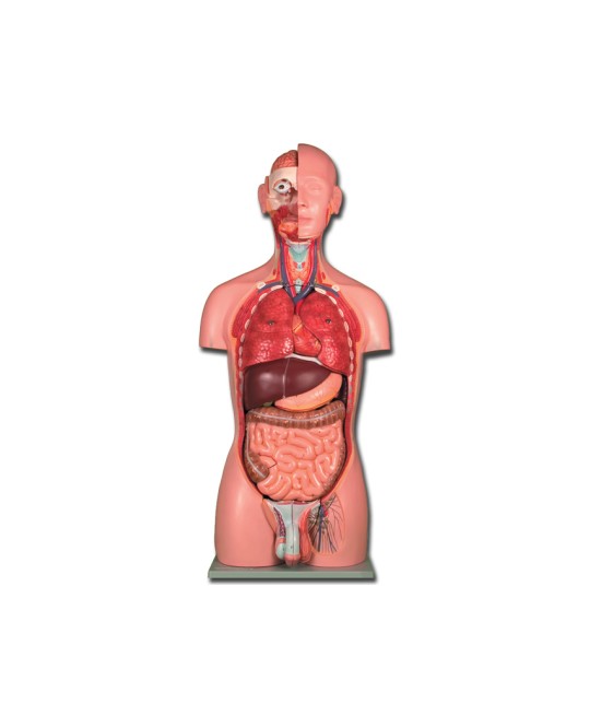 TORSO DUAL SEX - 25 parti