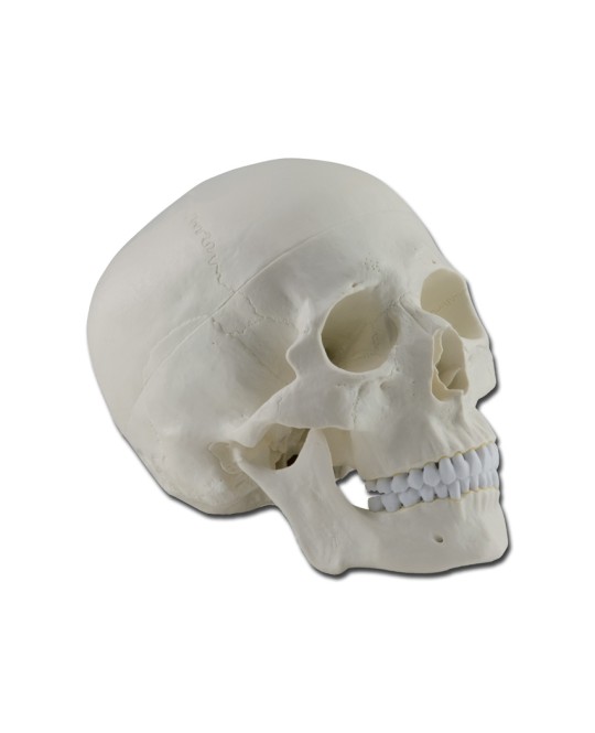 MODELLO CRANIO - 3 parti - 1X