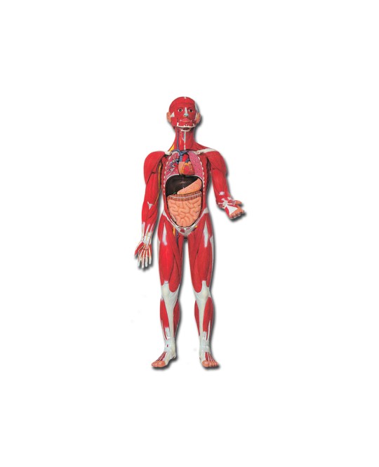 MOD. MUSCOLATURA CORPO UMANO