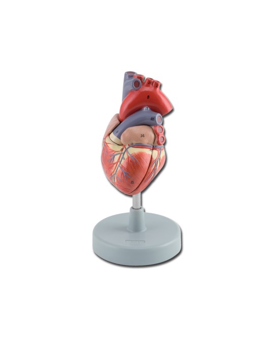 MODELLO CUORE - 2 parti - 1X