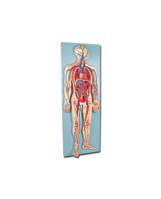 MODELLO SISTEMA CARDIOVASCOLARE