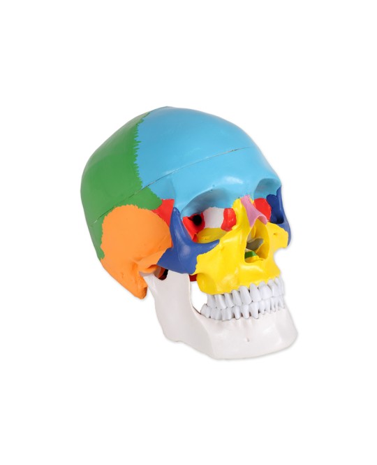 MODELLO CRANIO COLORATO LINEA 