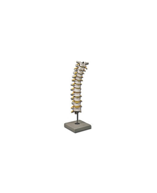 MODELLO COLONNA TORACICA