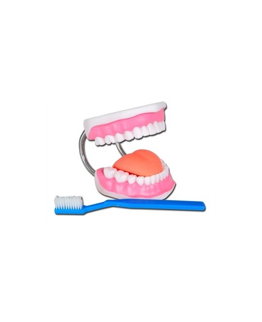 MODELLO IGIENE DENTALE LINEA