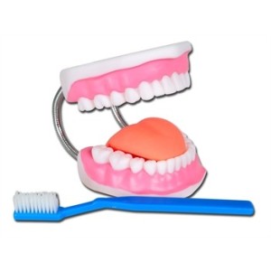 MODELLO IGIENE DENTALE LINEA