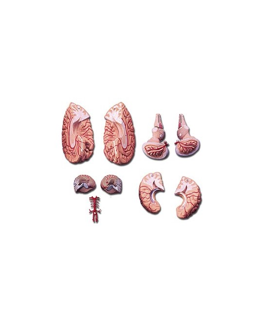 MODELLO CERVELLO CON ARTERIE - 9 parti