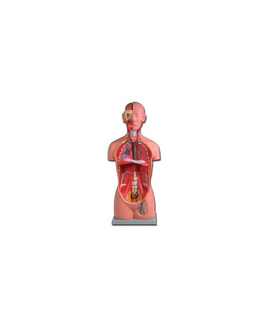 TORSO UNI-SEX - 16 parti