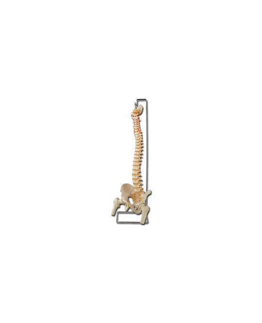 MOD. COLONNA VERTEBRALE CON FEMORI
