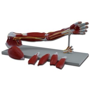 MOD. MUSCOLATURA BRACCIO