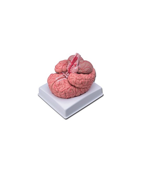 MODELLO CERVELLO CON ARTERIE - 9 parti