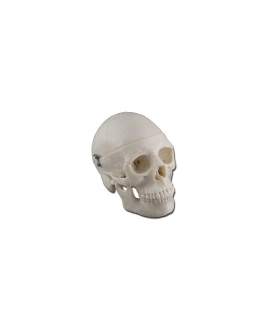 MODELLO MINI CRANIO - 0,5X