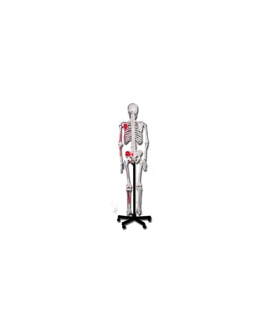 MODELLO SCHELETRO MUSCOLARE LINEA