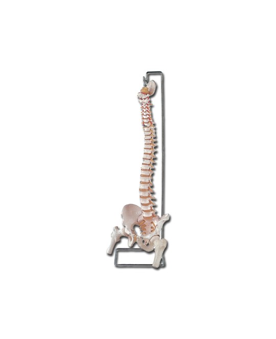 MOD. COLONNA VERTEBRALE CON FEMORI + osso sacro