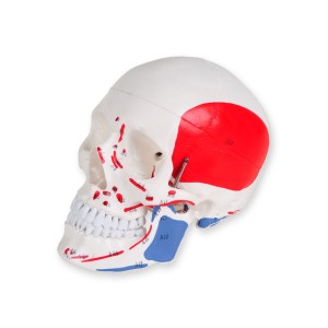 MODELLO CRANIO LINEA 