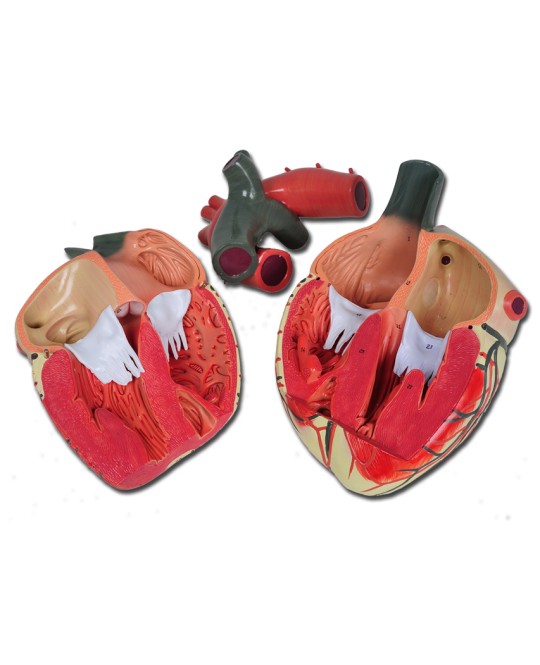 MODELLO CUORE LINEA 