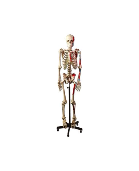 MODELLO SCHELETRO MUSCOLARE